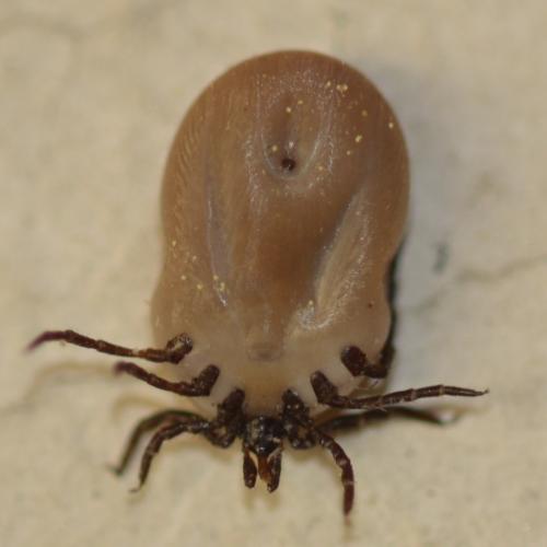 Ixodes ricinus
